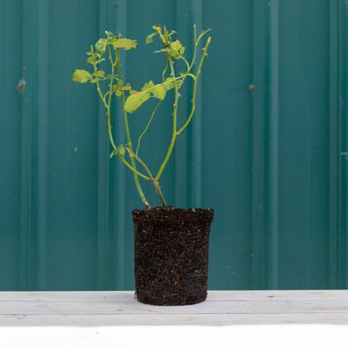 Heirloom Roses Rose Plant - Scent-Sation Orange Rose Bush, Hybrid Tea Live Plant for Planting Outdoors
