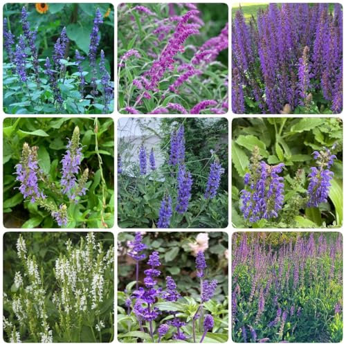 salbeisamen winterharte pflanzen für balkon, kräuterpflanzen deko pflanzen samen dachbegrünung pflanzensamen gartenkräuter samen blumendeko frühlingsblumen saatgut blumen geschenk 500pcs