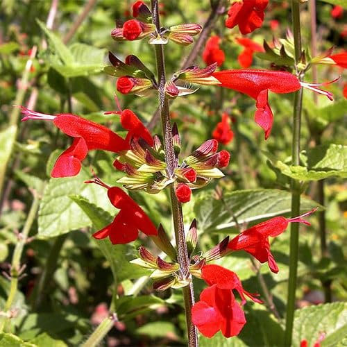 Plant World Seeds - Salvia Coccinea Seeds (Perennial Flower Seeds)