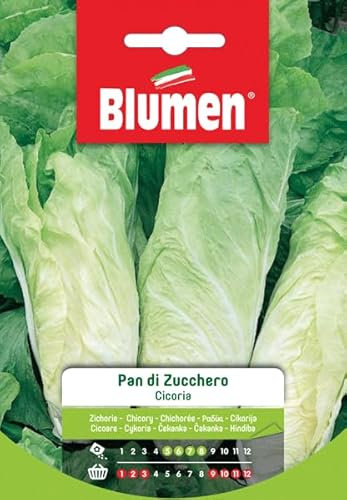 SEMI DI CICORIA PAN DI ZUCCHERO BLUMEN