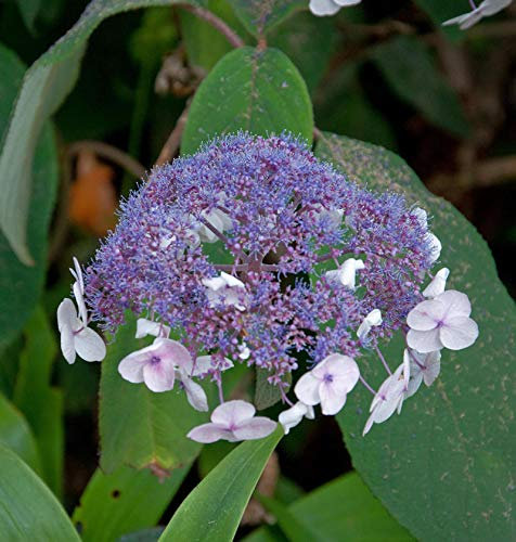 Fellhortensie 100-125cm - Hydrangea aspera - lebende Gartenpflanze aus den Baumschulen