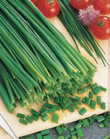 100 Graines Semences Ciboulette Commune cive ciboule, Aromatiques Graines de légumes résistante au froid - 96