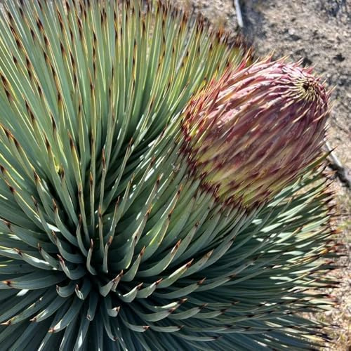 Semi di yucca palma giglio resistente arbusti resistenti, semi biologici, aiuola palma di yucca selvatici da balcone, decorazione del soggiorno da giardino 30pcs