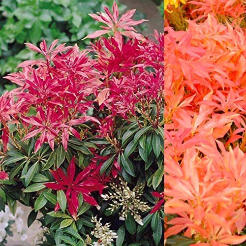 2 x Pieris Forest Flame in 9cm Pots - Ready to Plant - Evergreen Shrub
