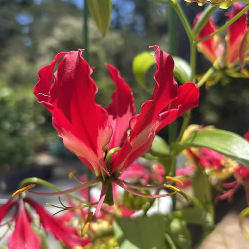 Bulbi di giglio fiammeggiante - rare, decorazioni floreali Gloriosa superba - bulbi da a precoce bulbi di rampicante I bulbi da sono perenni 3pcs