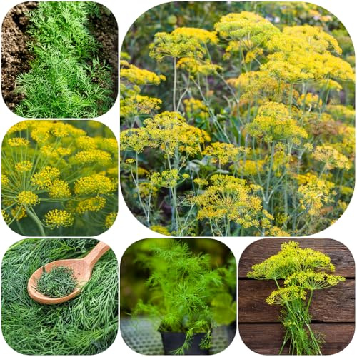 Semi di aneto - resistenti per giardini rocciosi esotico prodotti sostenibili raro aromatiche da giardino semi di aromatiche selvatiche giardino da 1000pcs