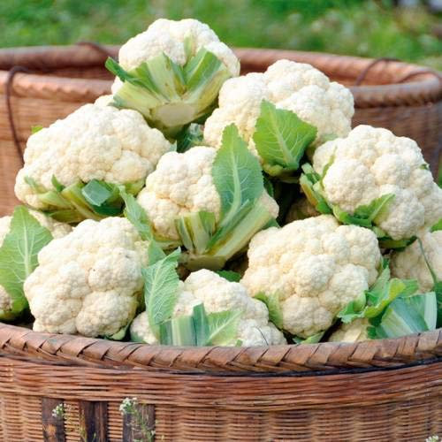 Shopvise coliflor Semillas (10 por paquete)