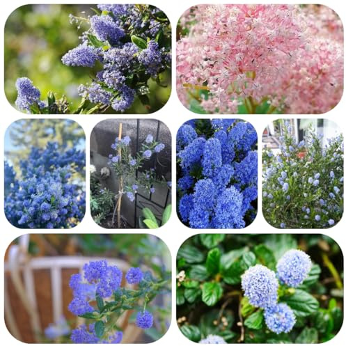 Semillas resistentes de aciano - maceta maceta de bonsái plantas interior plantas balcón flores verano en macetas semillas flores flor saco Ceanothus perennes jardín balcón prado 50pcs