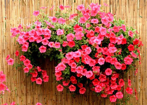 Pétunia Retombant Fleur Supercascade Saumon