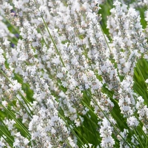Semillas de lavanda orgánicas, lavandula angustifolia de lavanda, perenne resistente de jardín de rocas, jardín 55pcs