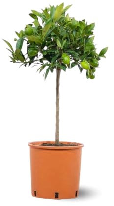 Attitude Jardin - Clémentinier - Citrus clementina - agrume méditerranéen - arbre fruitier - 75-85 cm - ⌀ 22 cm