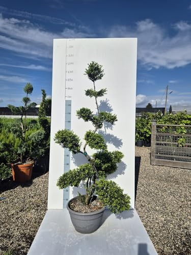 Agrifoglio Giapponese 'Ilex crenata' Bonsai, Sempreverde Ornamentale - Vivai Giulian Giovani Piante
