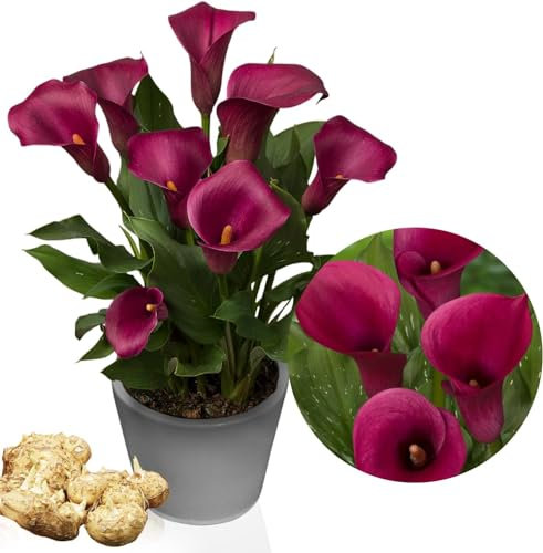 Purple Passion (Lila) Zantedeschia Calla Lilien Zwiebeln, 5 echte und große Knollen, die mehr als 5 Blüten tragen, Ideale Gartenpflanze, Blumenzwiebeln aus Holland (kein Samen und nicht künstlich)