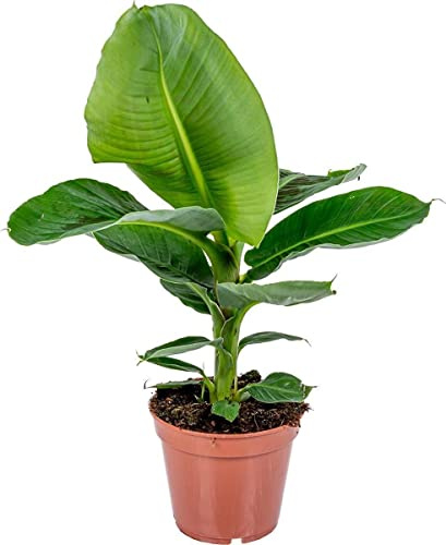 DECOALIVE Bao Planta Natural para Casa y Jardín
