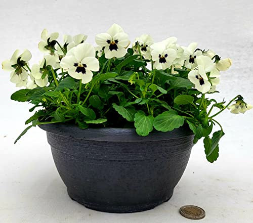 POWERS TO FLOWERS - VIOLE DEL PENSIERO, VIOLA A FIORE PICCOLO BIANCA IN CIOTOLINA 20CM DIAMETRO, pianta vera
