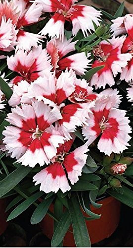 Just Seed - Flower - Dianthus - Super Parfait Red Peppermint F1- 20 Pelleted Seeds