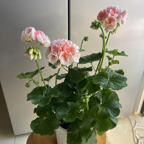 semillas de geranio perenne - Decoración salón jardín para balcón Cama elevada 25pcs
