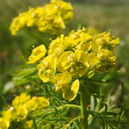 12 unidades o 1 m² Pequeño tártago ciprés - Euphorbia Cyparissias Maceta 9x9 cm