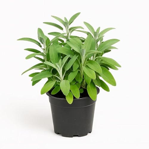 Myoshome - Planta Salvia natural en Maceta plástico 14 x 14 cm – Planta Aromática Viva Natural, Altura 25 cm aprox – Ideal para Jardín, Huerto o Cocina – Hierba Medicinal y Culinaria. Salvia