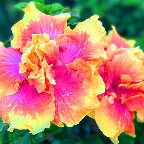 KVITER 20 Pink Yellow Double Hibiscus Seeds – Hardy Yellow Pink Hibiscus Flowers, Easy to Grow, Heirloom & Organic – Perfect Perennial Flower Seeds for Planting Indoors/Outdoors in Containers or Beds