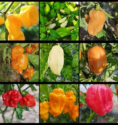 Habanero Pack, 9 Sorten, 90 Samen, PACK (12)