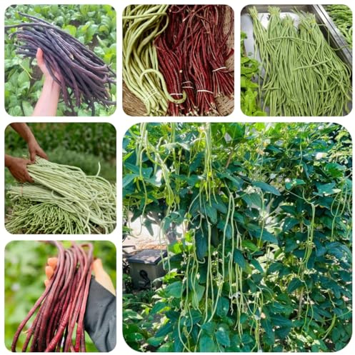 semillas de frijol de jardín - orgánicas exóticas Balcón 45pcs