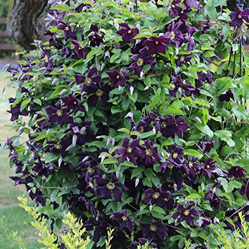 GardenersDream Clématite Romantika - Plante Grimpante Violet Foncé Résistante au Froid - Clématite Vivace Persistante - Plante Extérieur Veloutée
