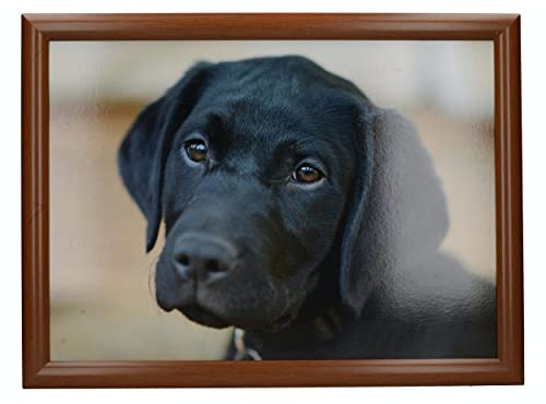 Creative Tops Labrador Printed Laptray, Multicolor, 44 x 34 cm