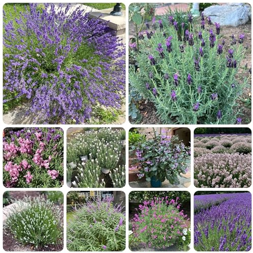 semi di lavanda, giardino tappezzanti, tappezzanti resistenti di lavanda perenni, culinarie, rare, 500pcs