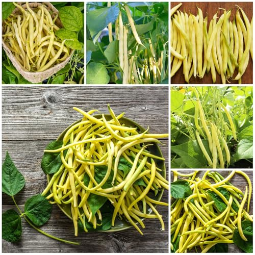 semillas de frijol amarillo - variedades antiguas, raras jardín balcón 30pcs