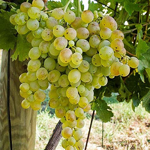 AMDGarden Pianta di Uva Vite Innestata da Tavola Zibibbo (Moscato d'Alessandria) in Vaso 16 cm Rampicante