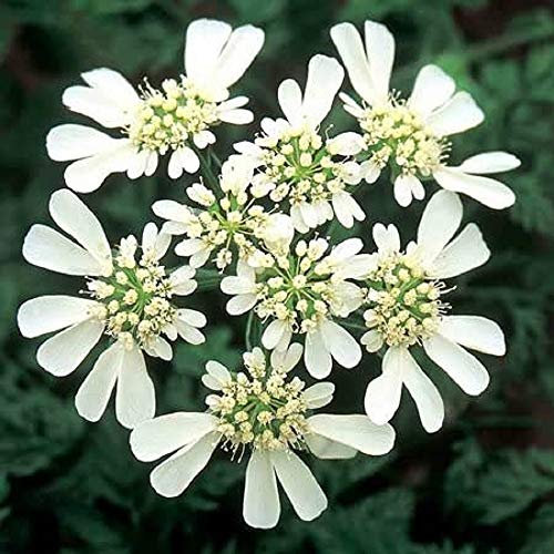 20 Orlaya grandiflora Seeds. White Lace Flower by Pretty Wild Seeds