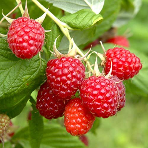 YouGarden Raspberry 'Glen Ample' Long Cane, Set of Five Raspberry Canes, 100cm - 120cm Long, Ready to Plant