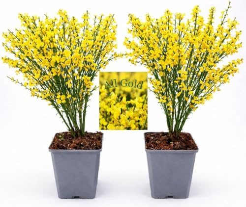 POWERS TO FLOWERS - GINESTRA GIALLA, VARIETA' 'ALL GOLD', VASO 12CM DIAMETRO, 2 PIANTE, pianta vera