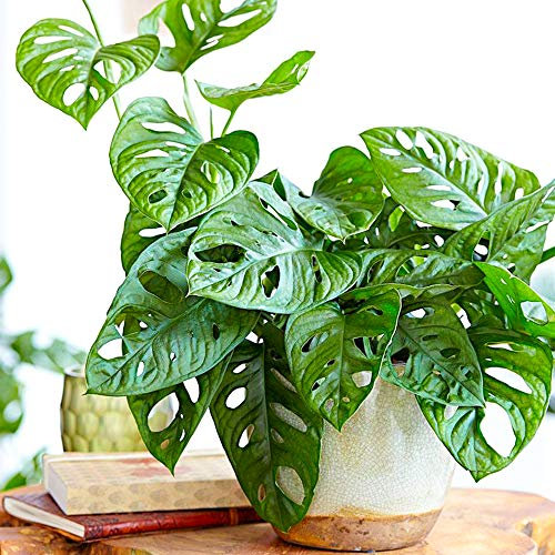 Superbe Monstera obliqua Monstera Monkey Leaf Plante verte d'intérieur 20-30 cm En pot