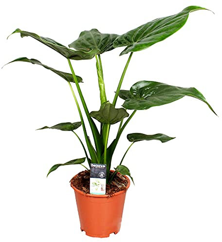 Bloomique - Alocasia Cucullata - Oreille d’éléphant - Plantes d’intérieur - Hauteur 50-60 cm - Pot 19 cm