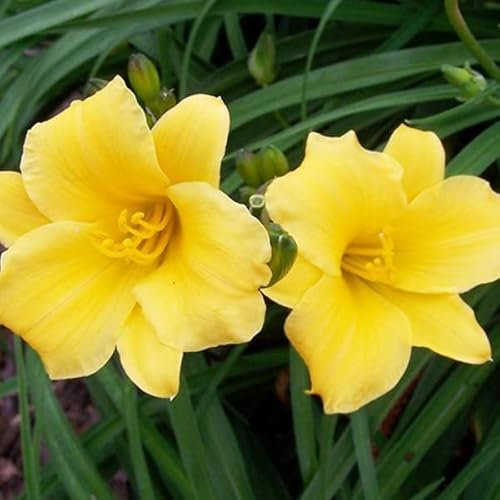 12 unidades o 1 m² Azucena de día 'Stella de Oro' - Hemerocallis 'Stella De Oro' Maceta 9x9 cm