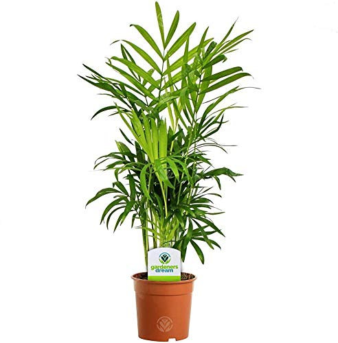 Chamaedorea Elegans - 1 Plante – Palmier d'Intérieur en pot Vivant pour la Maison ou le Bureau