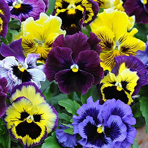 Welldales 50 Frilly Giant Winter Pansy Seed Mix Viola Flowering Patio Container Plant UK