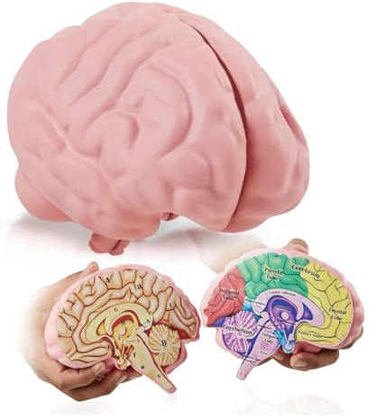 Modello cervello in schiuma a sezione trasversale smontabile | Strumento educativo per anatomia, psicologia e biologia | Facile da usare con 2 semipezzi etichettati