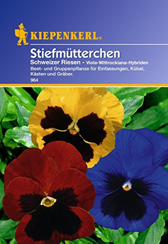 Kiepenkerl Stiefmütterchen Schweizer Riesen