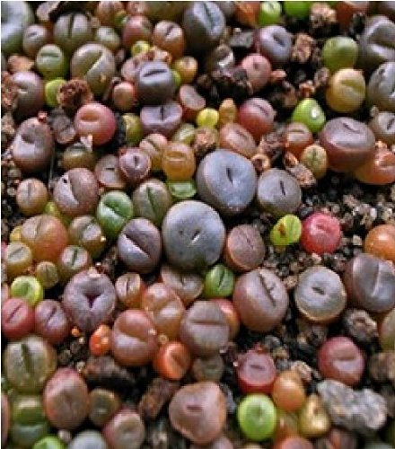 Just Seed - Flower - Cactus - Living Stone - Lithops Mixed - 20 Seeds