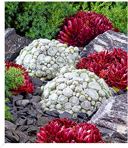 BALDUR Garten Sempervivum Arctic White® & Coral Red®,2 Pflanzen, winterharte Staude, mehrjährig, pflegeleicht, Wasserbedarf gering, Hauswurz, Dachwurz, Steinrose, anspruchslose Pflanze