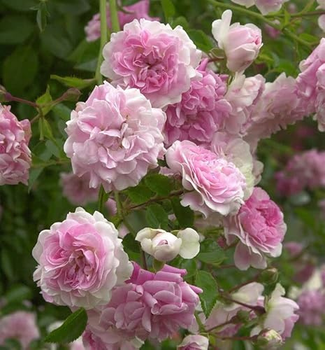 Kletterrose Super Dorothy® 30-60cm - lebende Gartenpflanze aus den Baumschulen