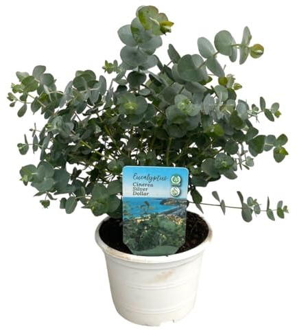 Eucalyptus Natural Árbol Resistente de Interior con Riego Moderado