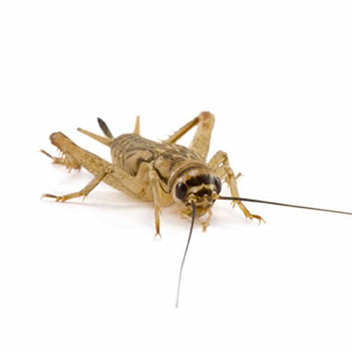 Reptile Centre Silent Crickets pre-pack, Small