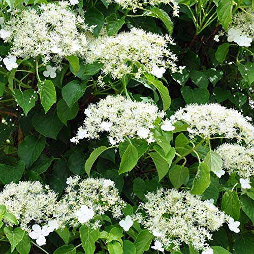 Hydrangea Petiolaris (Climbing Hydrangea), Hardy Shrub in 9cm Pot x 2 by Thompson and Morgan (2)