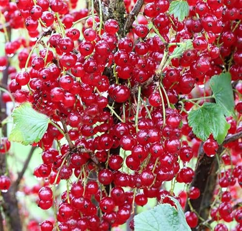 Rote Johannisbeere `Babette® Ribest®´, 40-60cm im 3 Liter Topf