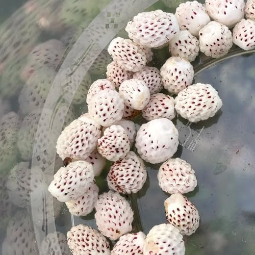 semi di fragola selvatica rialzata giardino sul balcone 150pcs