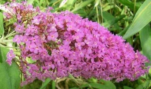 Buddleia davidii Pink Delight 20 graines